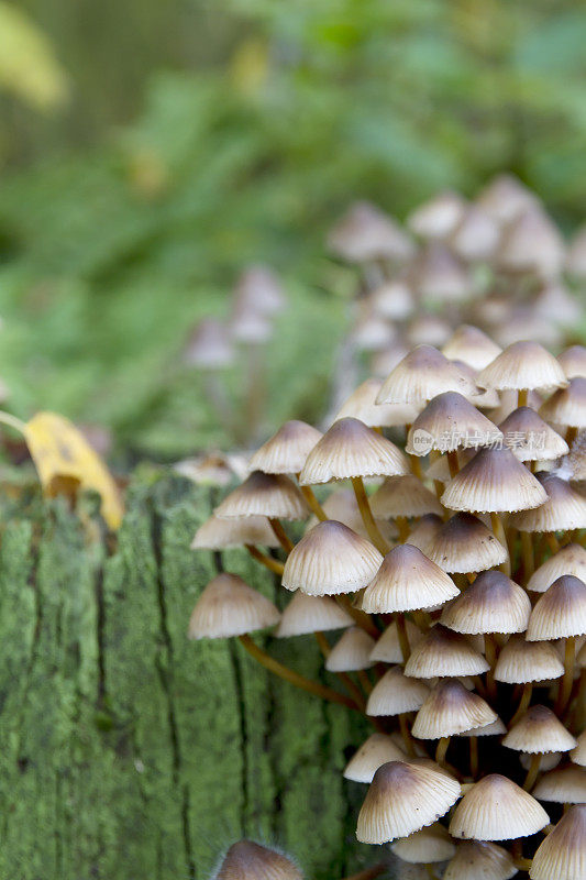 簇状帽菌(Mycena inclinata)